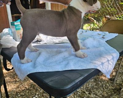 Handsome, brown and white 6.5 week old American Bulldog puppy for sale.  Championship Bloodline ready to find a new home. Without papers and  breeding rights I'm asking $1500.00. With papers and breeding rights I'm  asking $2500.00 
Included are pics of puppy to be sold, litter mates and parents. Asking for only serious inquiries