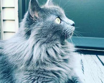 We adopted Obi from a breeder in Big Lake over 10 years ago. He was a fluffy, mischievous kitty and still is to this day. He loves to burrow under blankets for snuggles, sit in a cozy lap or nearby on a tower of blankets. Favorite toys are crunched up paper balls and anything that dangles from a string. He is 10 years old with special needs due to his feline lower urinary tract disease. He has ...