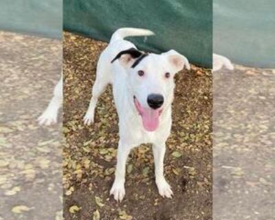 Chip - Male Beagle-Unknown Mix Young for Adoption