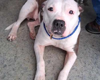 Butters - American Bulldog/American Staffordshire Terrier Mix Female Dog for Adoption