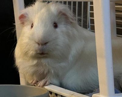 Luigi - Guinea Pig Male for Adoption