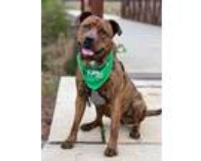 Adopt Shayleen a Black Mouth Cur, Pit Bull Terrier