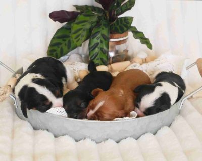 1 Male and 3 Female Cavalier King Charles Spaniel Puppies for Sale