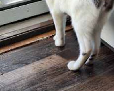 Chi Chi was dumped on a dead end road with her siblings. They were brought into rescue at 2.5m. Chi Chi hurt her foot over a month ago. She is completely healed up and she is perfect. She is a resilient sweet girl Chi Chi loves to play with her siblings. She has a huge personality. She gets along with cats and dogs. She is big on play time, will play with cats or dogs or just her toys. Chi Chi ...