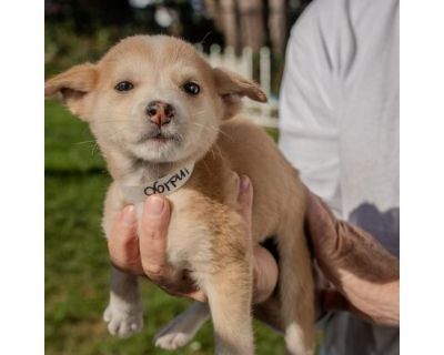 Indigo - Hound (Unknown Type) Female Puppy for Adoption