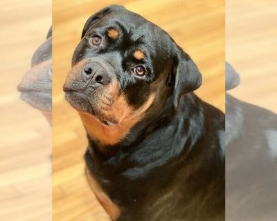 Rocky/Referral - Rottweiler Male Adult Dog for Adoption