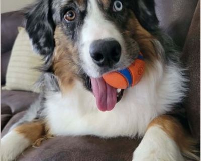 Cash - Male Puppy Australian Shepherd for Adoption