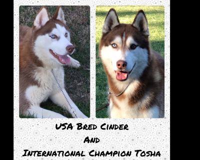 Siberian Husky Classifieds Claz Org