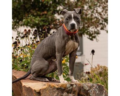 Candy - American Pit Bull Terrier Female Dog for Adoption