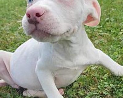 Lavender - Pit Bull Terrier Female Puppy for Adoption