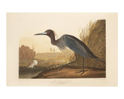 1990s Blue Heron or Crane by Audubon, Large American Classical Print