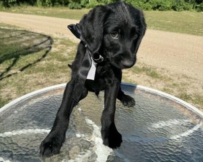 Labradoodle Puppies