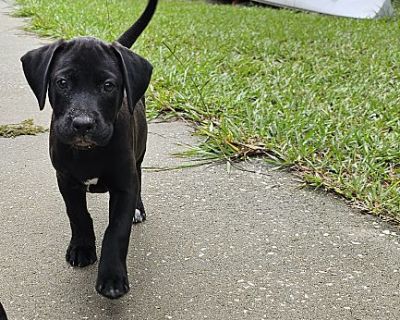 Marlo - Flat-Coated Retriever/Labrador Retriever Mix Female Puppy for Adoption