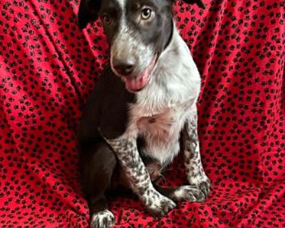 RUBERT - Australian Shepherd Male Puppy for Adoption