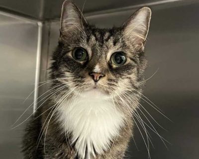 Starfire - Domestic Mediumhair Female Cat for Adoption