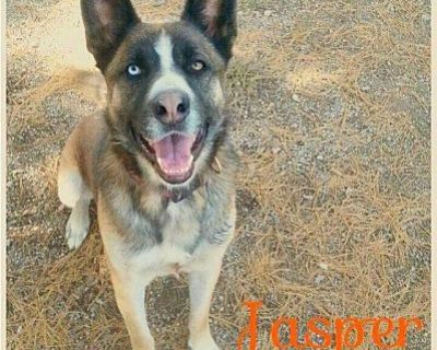 Jasper - Husky/Shepherd (Unknown Type) Mix Male Dog for Adoption