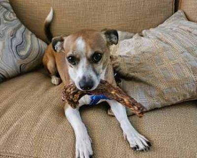 Wulfrik - Chihuahua/Beagle Mix Male Dog for Adoption