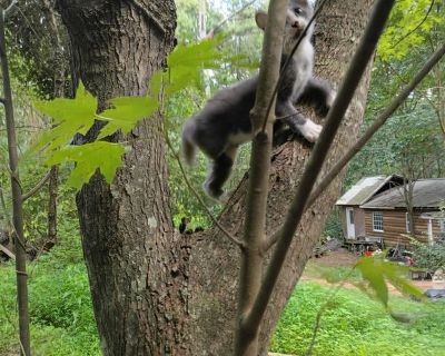 I'm a cool nice and respectful person , I don't really get mad im more of a sensitive person , I deal with depression, not gonna lie im lonely and also would love to help someone out and get stable ! It's just my cats and I that are here, I don't use drugs and I require the same in return. You'll have your own furnished room, there's a half bathroom as well but shower doesn't work so youd have ...