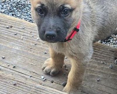 MR RED - German Shepherd Dog Male Puppy for Adoption