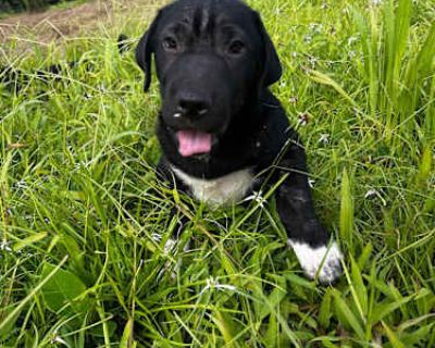 Saturn - Labrador Retriever/Shar Pei Mix Male Dog for Adoption