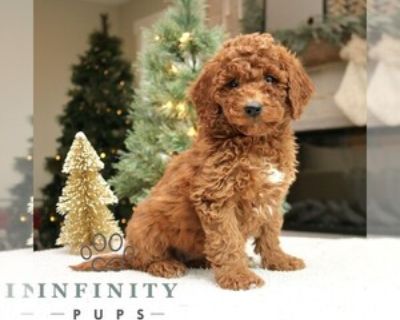 Ottilie - Male Goldendoodle (Miniature) Puppy for Sale