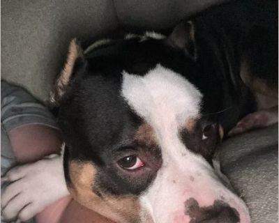 Meet Zeus! He's a super sweet guy with a huge heart and a protective spirit. This mighty mini is full of charm and loyalty. He is very protective and does not fair well with other dogs. He has been around young children but due to his protective nature and spunky attitude he would be best suited with older teens or adults. He has been around other dogs but gets jealous and territorial. Zeus has...