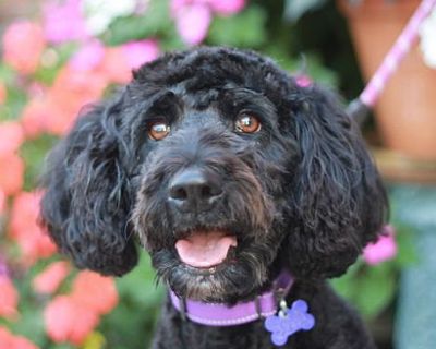 Mia - Australian Shepherd/Poodle (Standard) Mix Female Dog for Adoption