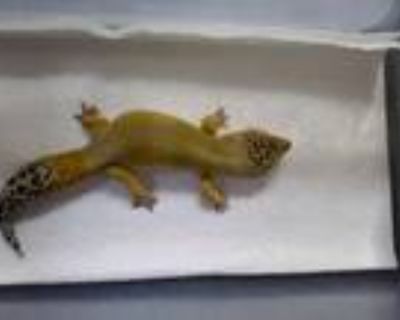 Adopt Ashi a Gecko