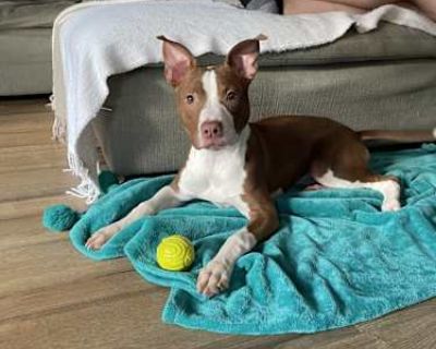 Coco - American Pit Bull Terrier Female Dog for Adoption