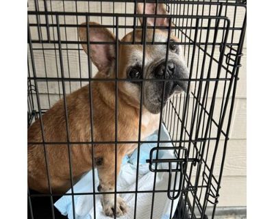 Ace - French Bulldog Male Dog for Adoption