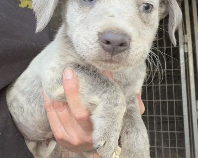 Smokey - Australian Cattle Dog / Blue Heeler Mix Male Puppy for Adoption