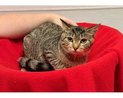 Tuna - Domestic Shorthair/Domestic Mediumhair Mix Female Cat for Adoption