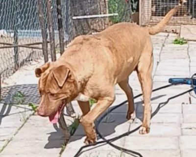 Rusty - Chocolate Labrador Retriever & Pit Bull Terrier Mix Male Dog for Adoption