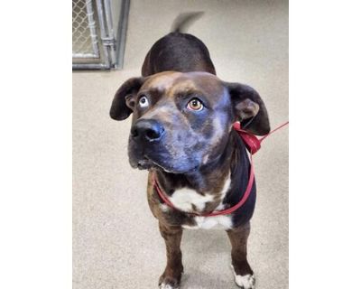 TEDDY - Catahoula Leopard Dog Male Dog for Adoption