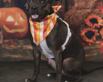 Adult. Black. Microchipped. Meet Bubly your new carbonated companion! True to her name, Bubly is fizzy, fun, and guaranteed to put some sparkle in your life. This sweet and affectionate girl is all about love, tail wags, and spreading good vibes wherever she goes. Despite being unceremoniously abandoned with her sister, Waterloo (in a crate, on the lawn, like some weird garage sale special), Bu...