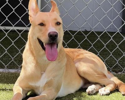 Lady - Carolina Dog & Labrador Retriever Mix Female Dog for Adoption