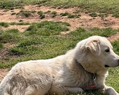 Lilah Lu - Great Pyrenees Female Dog for Adoption