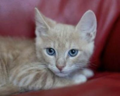 Schnitzel - Domestic Shorthair Male Cat for Adoption