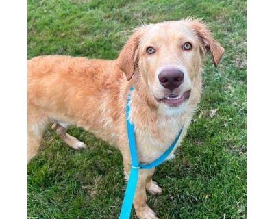 CT Puck - Golden Retriever/Spaniel (Unknown Type) Mix Male Puppy for Adoption