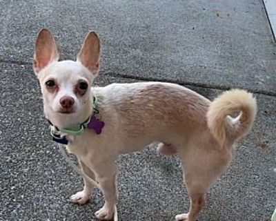 Casper - Chihuahua Male Dog for Adoption