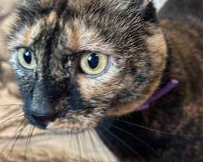 Franny - Domestic Mediumhair Female Cat for Adoption