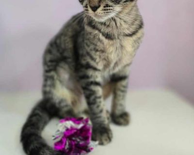 Rezz - Domestic Shorthair Female Kitten for Adoption