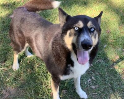 JAX - Husky & Shepherd Mix Male Dog for Adoption