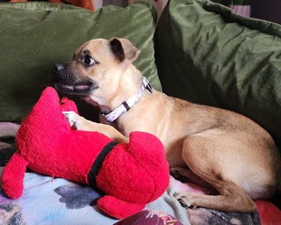 Young. Tan/yellow/fawn. Still a puppy, Ichabod (affectionately called Ichy) is already showing what a wonderful companion he s growing up to be. This cute, cuddly boy is house and crate trained. He often quietly hangs out in his XL crate most of the day, and while he ll use a pee pad if needed, he usually waits patiently to go potty outside. Ichabod is friendly, playful, and eager to please. He...
