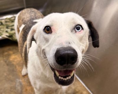 Martina - Mixed Breed Female Dog for Adoption