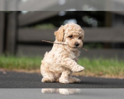 Murphy - Bichpoo-Maltipoo Mix Male Puppy for Sale