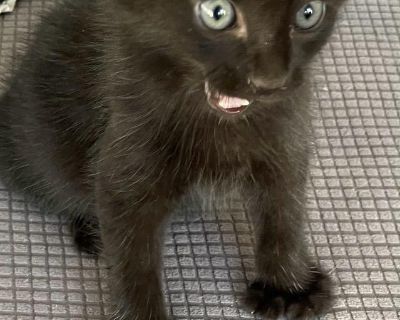 Meet Kodiak! App 2 mo old, up to date with shots, not neutered (too little) Kodiak-DMH black Polydactyl on all 4 feet mail This kid is a sport! Total love playful happy baby. Located in AL, will be transported. Apply: hello@petatet.org Adoption fee is $225 Transportation fee is $145 For MA residents only-$130 quarantine fee To see other pets for adoption, follow us at Facebook: Pet-a-tet Rescue...