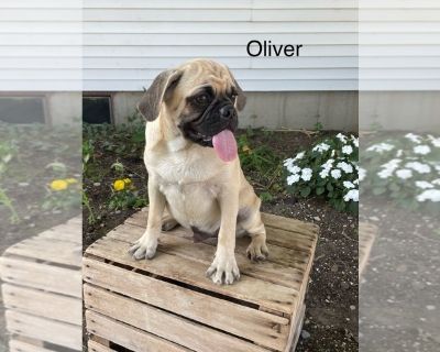 Oliver - Puggle Male Puppy for Sale