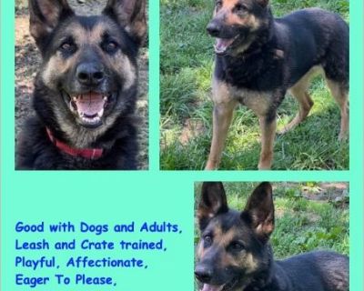 Ace23 - Male Puppy German Shepherd for Adoption