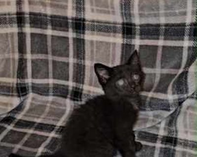 Burly - Domestic Shorthair Male Cat for Adoption